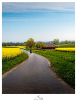 Les champs de Colza de Wattwiller (Haut-Rhin)