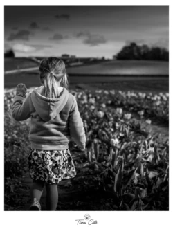 Balade dans les champs de tulipes