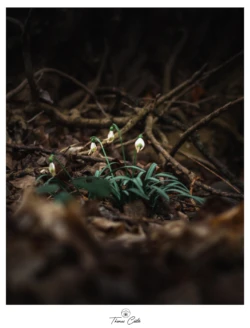 Perce-Neige près de Vieux-Thann (Haut-Rhin)